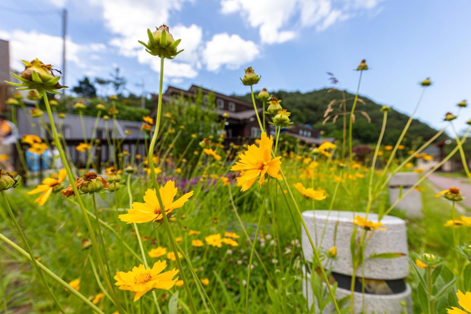 Gangneung Yasaenghwa Maeul Hotell Eksteriør bilde