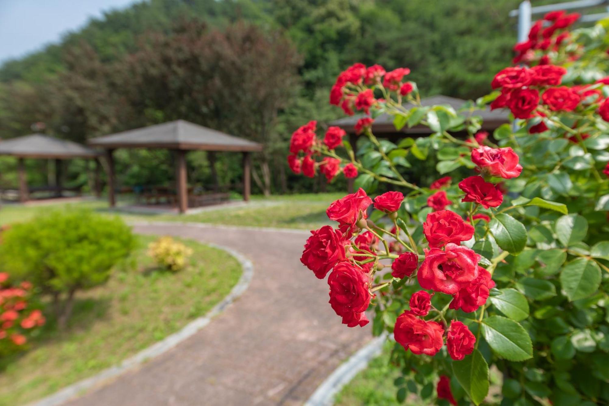 Gangneung Yasaenghwa Maeul Hotell Eksteriør bilde